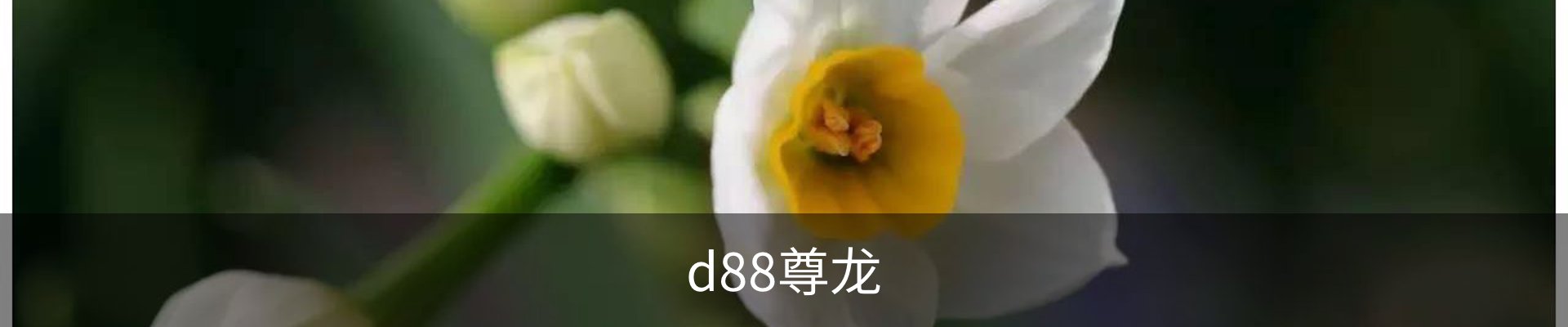 d88尊龙,d88尊龙官网,d88尊龙中国